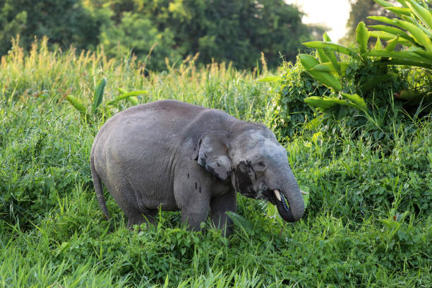 istock Borneo pygmy elephants (Elephas maximus borneensis) - Borneo Malaysia Asia 1159216823