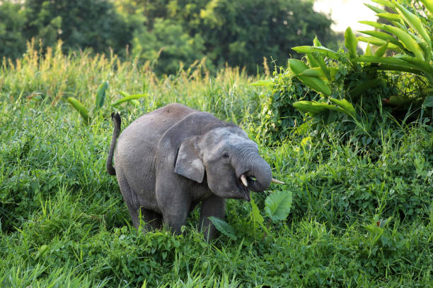 istock Borneo pygmy elephants (Elephas maximus borneensis) - Borneo Malaysia Asia 1159216908