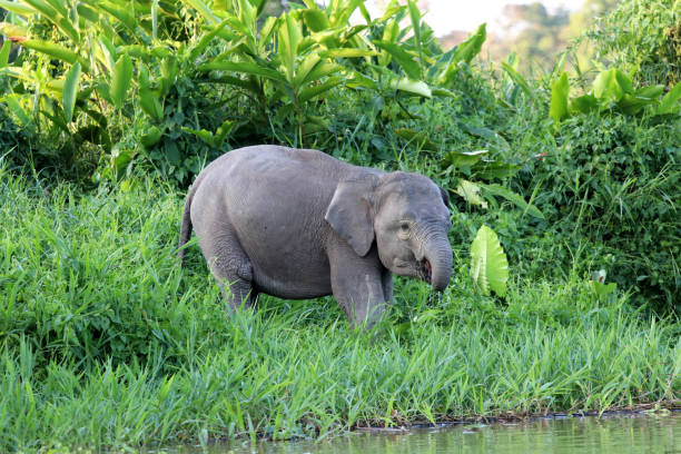 istock Borneo pygmy elephants (Elephas maximus borneensis) - Borneo Malaysia Asia 1159216994
