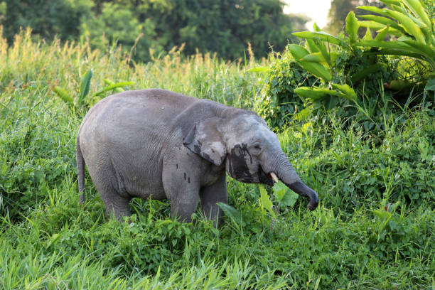istock Borneo pygmy elephants (Elephas maximus borneensis) - Borneo Malaysia Asia 1159217025