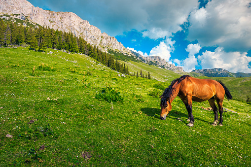 Mountain landscape with pasture and grazing horse, Bucegi mountains, Carpathians, Romania, Europe