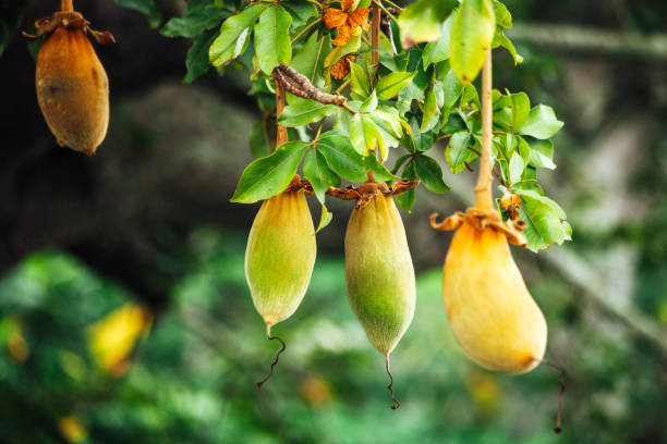 fruit africain de baobab sur l'arbre - bénin, afrique de l'ouest - fruit tree photos et images de collection