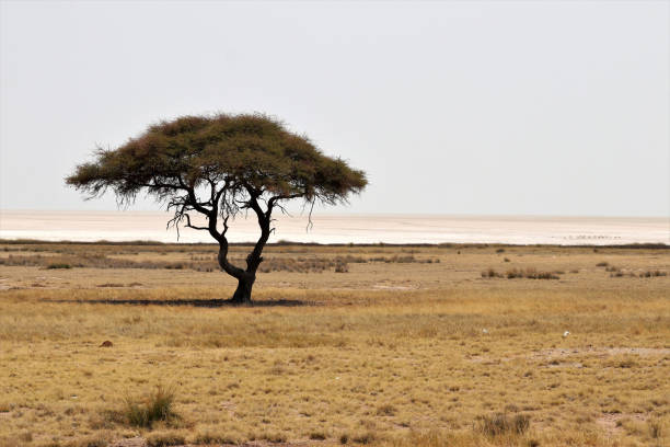 istock Etosha pan with tree - Namibia Africa 1159218015