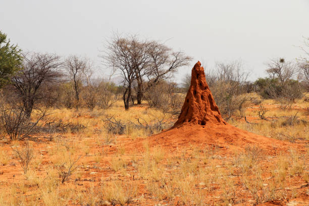 흰개미 언덕 - 나미비아 아프리카 - savannah africa steppe namibia 뉴스 사진 이미지