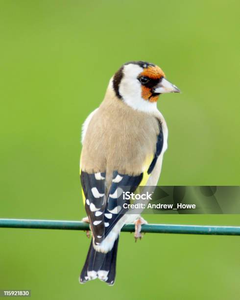 Goldfinch - Fotografie stock e altre immagini di Ambientazione esterna - Ambientazione esterna, Animale selvatico, Appollaiarsi