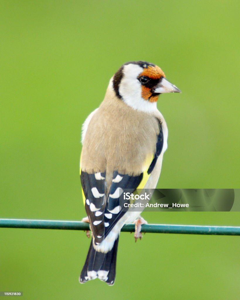 Pintassilgo, carduelis carduelis) - - Royalty-free Ao Ar Livre Foto de stock