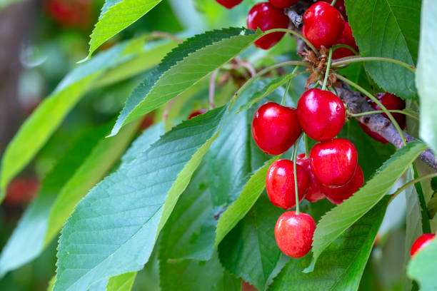 istock Cherry with leaf and stalk. Cherries with leaves and stalks. 1159218330