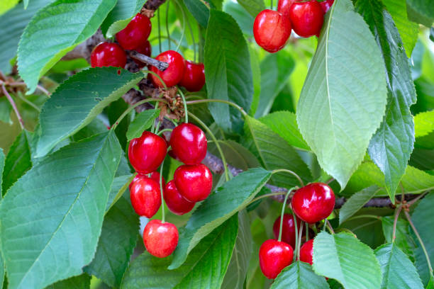istock Cherry with leaf and stalk. Cherries with leaves and stalks. 1159218352