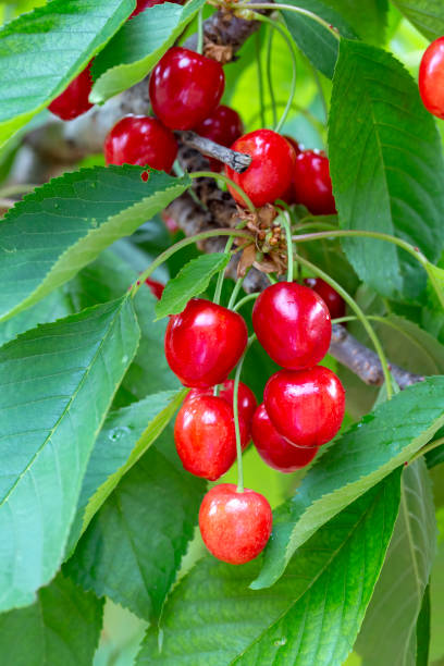 istock Cherry with leaf and stalk. Cherries with leaves and stalks. 1159218358