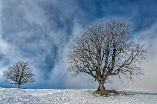 istock 500 years old sycamore maple 1159218502