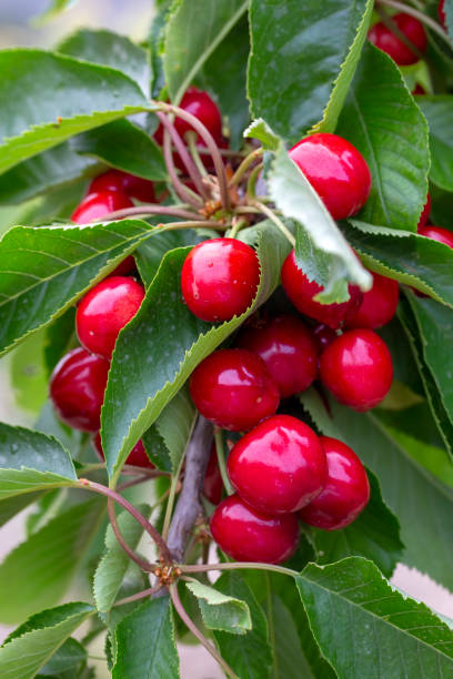 istock Cherry with leaf and stalk. Cherries with leaves and stalks. 1159218607