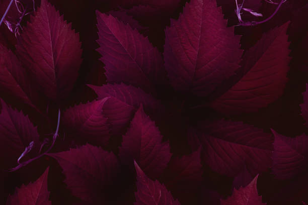 istock Dark red leaves top view minimalistic background 1159219475