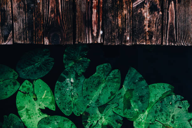 Lotus leaves on lake top view. Natural beautiful wallpaper, background. Aquatic botany, lily pads. Deep, dark river water and wooden texture. Outdoor summertime beauty. Calming, serene, zen imagery