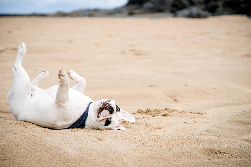 Frenchie dog lays on her back sunbathing at Harlyn Bay Beach in Cornwall, England