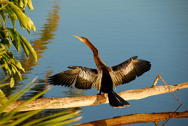 anhinga - anhinga fotografías e imágenes de stock