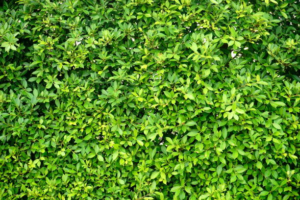 istock Abstract green leaves natural wall 1159219813