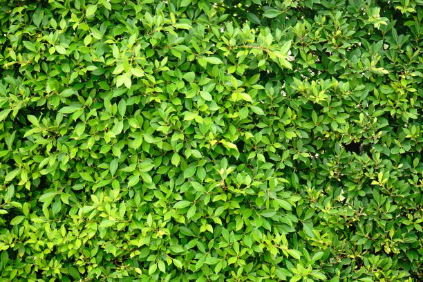 istock Abstract green leaves natural wall 1159220657