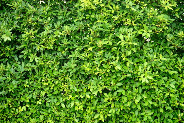 istock Background of small green leaves 1159220765