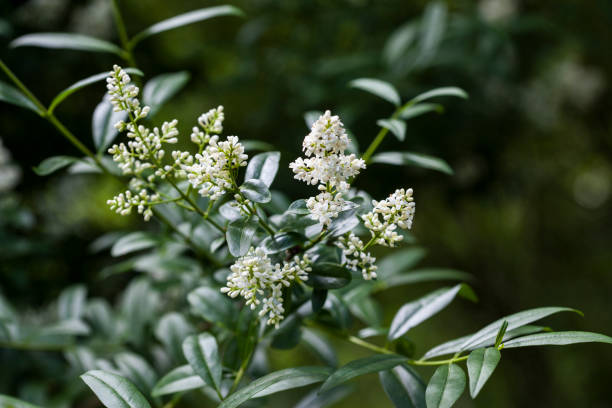 Ligustrum Vulgare in Bloom Space for text privet stock pictures, royalty-free photos & images