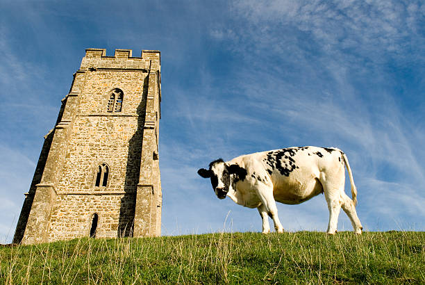 Cow, looking at you, near church, on a hill stock photo