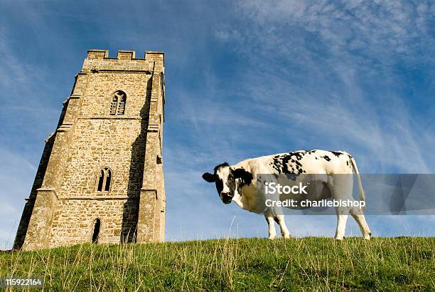 Vaca Olhando Para Você Perto De Igreja Numa Colina - Fotografias de stock e mais imagens de Festival de Glanstonbury