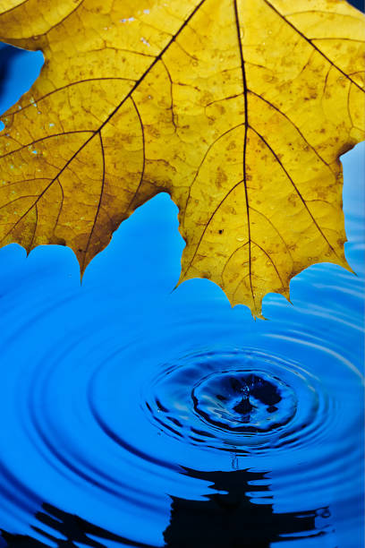 istock Background wallpaper for screen savers. Yellow autumn leaf over blue water during rain. Splashes and drops of water with blue water. 1159222002