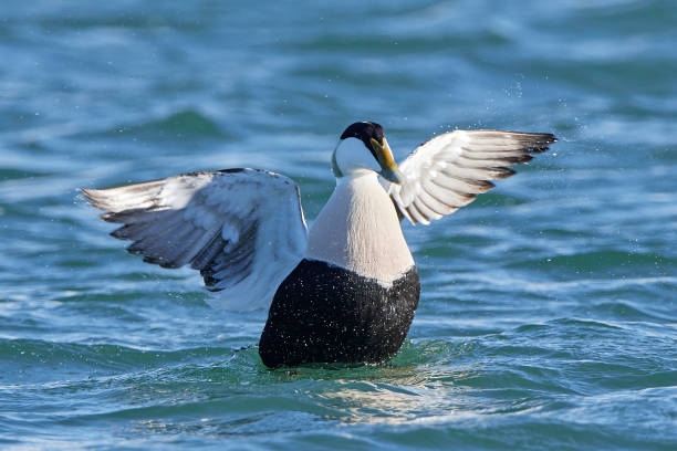 Common eider (Somateria mollissima) Common eider in its natural habitat in Denmark eider duck stock pictures, royalty-free photos & images