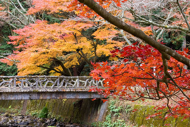 Autumn in Japan stock photo