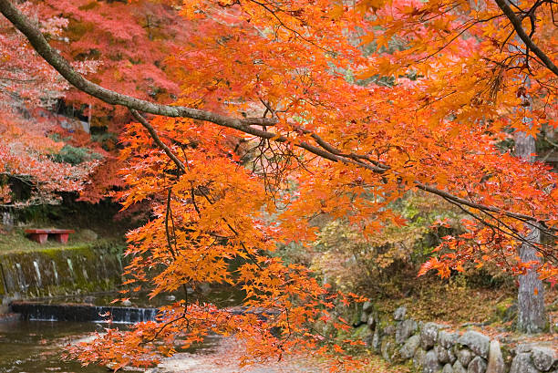 Autumn in the Park stock photo