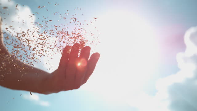 LENS FLARE: Bright summer sunbeams shine on farmer's hand scattering wheat seeds