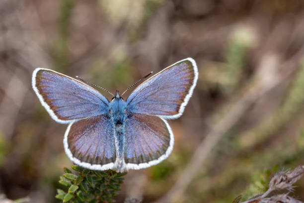 Silver studded blue butterfly from above