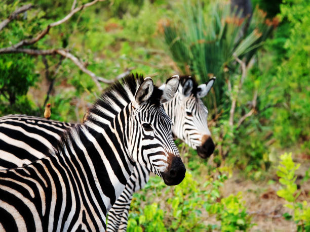 Two zebras seen during a safari in the  Mosi- o a-Tunya National Park in Zambia.