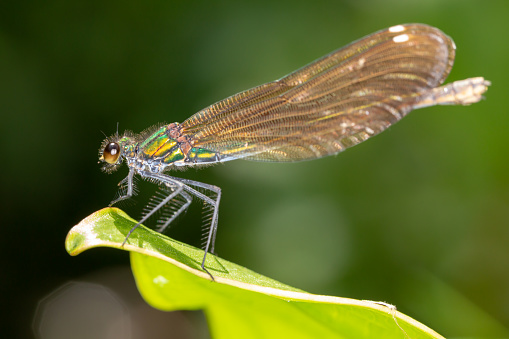 A   Large metallic damselfly with fluttering, butterfly-like wings resting in foliage