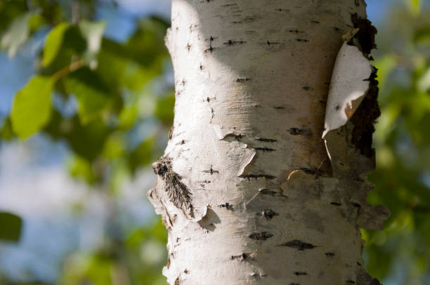 istock Green birch trees witn black and white trunk in summer forest. Grove. Landscape 1159225506
