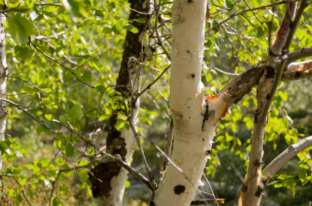 istock Green birch trees witn black and white trunk in summer forest. Grove. Landscape 1159225512