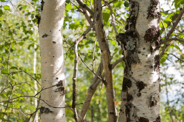 istock Green birch trees witn black and white trunk in summer forest. Grove. Landscape 1159225539