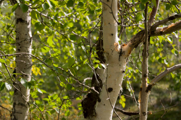 istock Green birch trees witn black and white trunk in summer forest. Grove. Landscape 1159225558