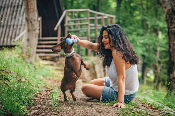 mujer feliz y su perro jugando - pet toy dachshund dog toy fotografías e imágenes de stock