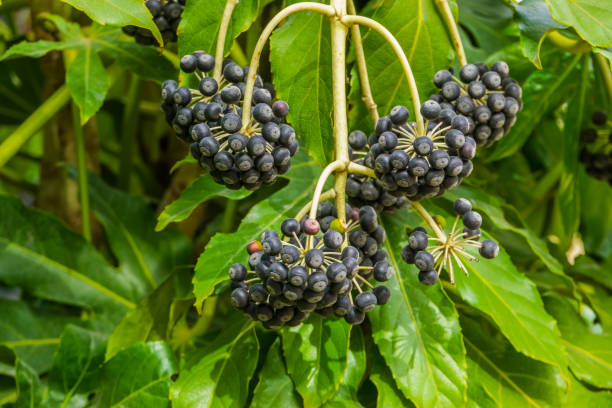 Fruiting fatsia plant bearing black berries, popular tropical plant from Taiwan Fruiting fatsia plant bearing black berries, popular tropical plant from Taiwan castor oil stock pictures, royalty-free photos & images