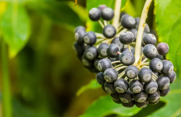 Photo of macro closeup of a fatsia plant bearing ripe black berries, nature background, popular tropical plant from Asia