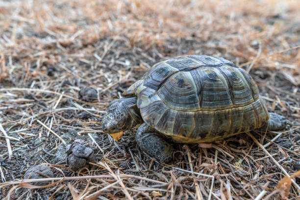 istock Land tortoise walking on dry grass 1159226490