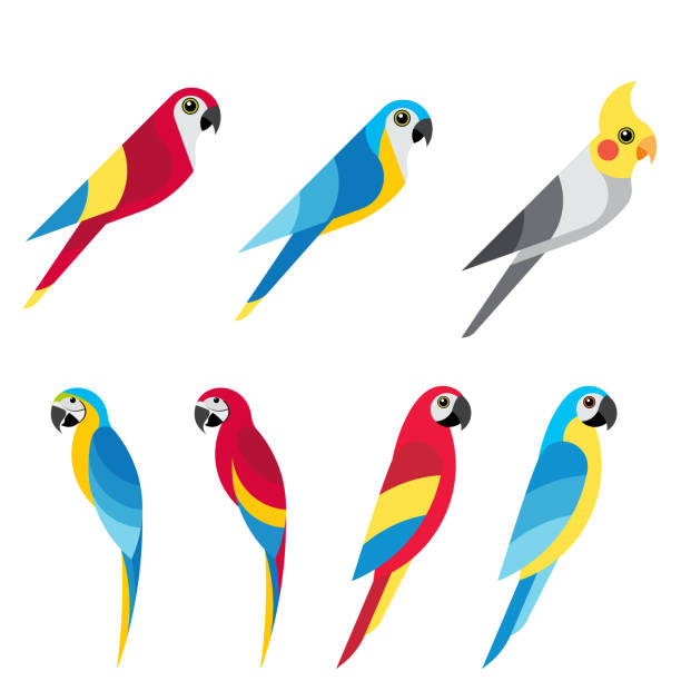 設置鸚鵡 6 - 金剛鸚鵡 幅插畫檔、美工圖案、卡通及圖標