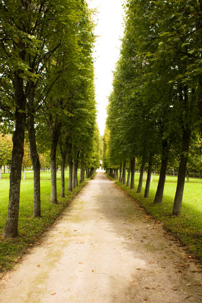 istock Alley in autumn park 1159226842