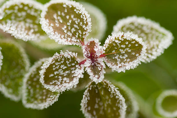 frosty 오레가노 - oregano herb garden herb gardens 뉴스 사진 이미지