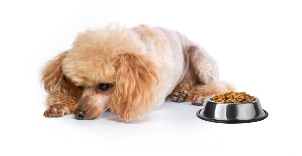 istock Groomed Toy Poodle posing 1159227744