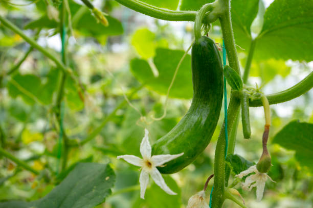 istock Green cucumber growing in field vegetable for harvesting. 1159228070