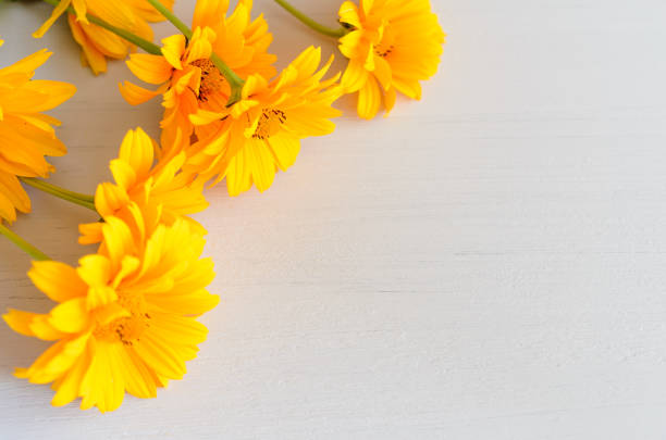 istock Yellow flowers composition on wooden background. Spring, easter, bithday. 1159228436