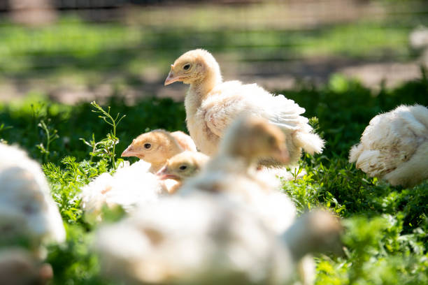 istock White little turkeys on summer day on grass 1159228756
