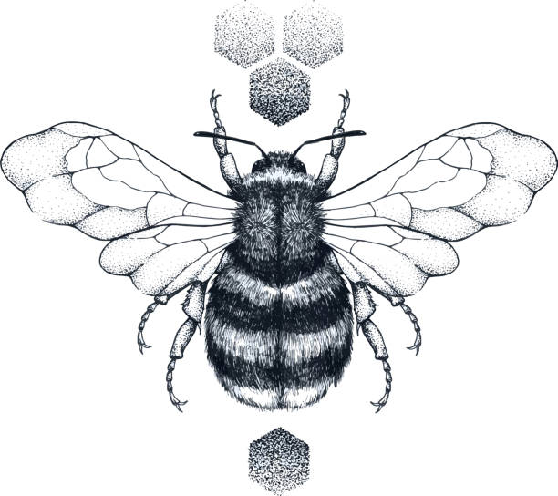 ilustrações de stock, clip art, desenhos animados e ícones de 2019_06_01_25 - abelha de mel ilustrações