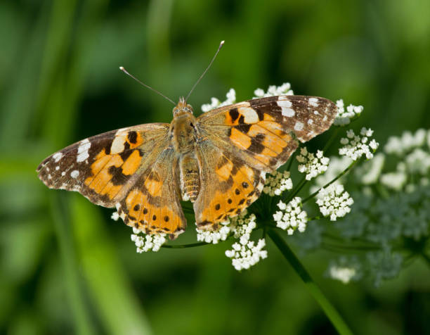 istock Painted Lady butterfly on yarrow flower 1159229719